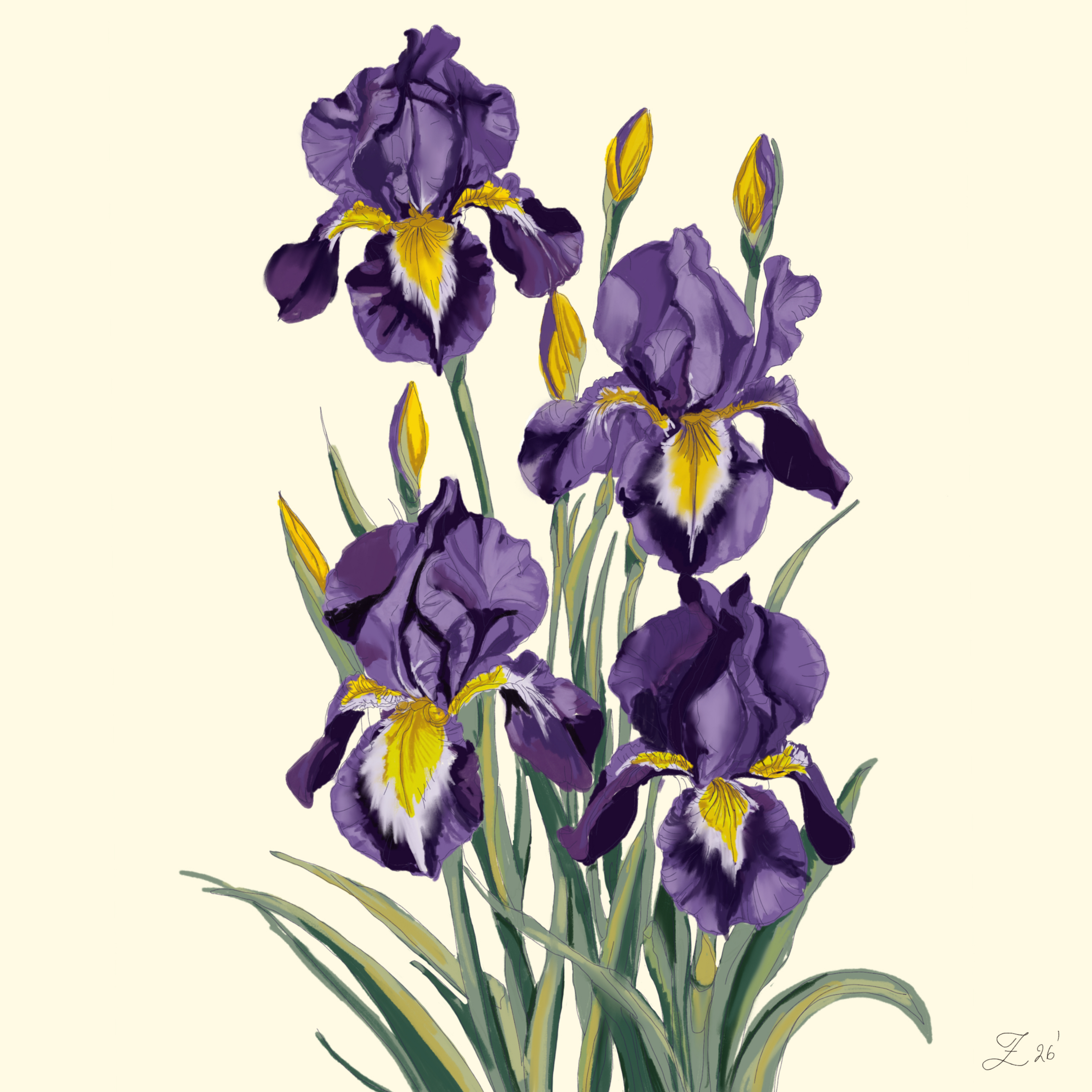 ZVEKYRA Iris botanical illustration
