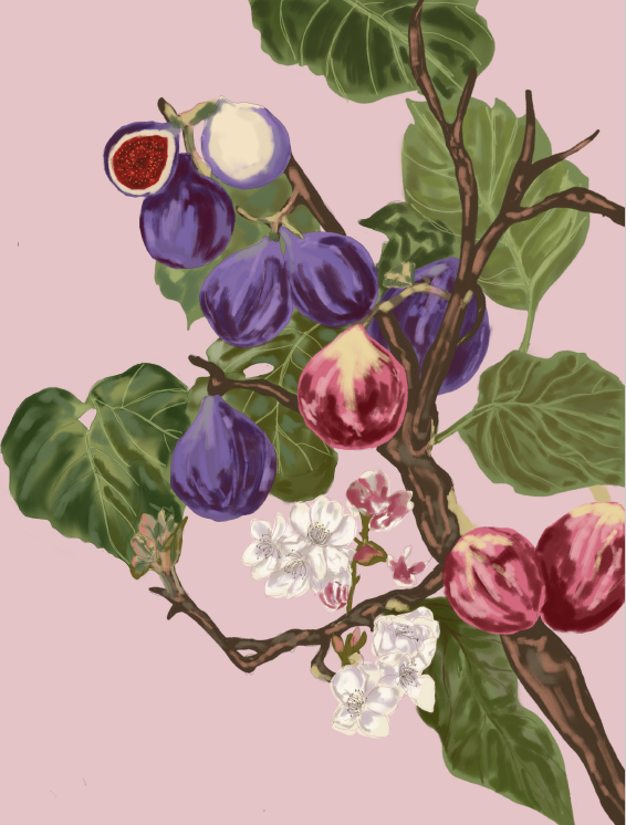 ZVEKYRA botanical artwork